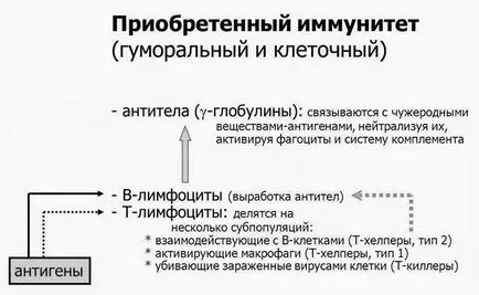 Вроден и придобит имунитет