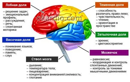 Всички симптоми на инсулт и първите признаци на пълен преглед (знаци) Всички симптоми на инсулт и първите признаци на пълен преглед