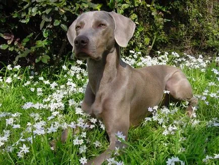 Всичко за животните - Weimaraner, всичко за животните