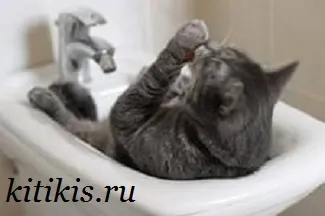 Защо котката промивки