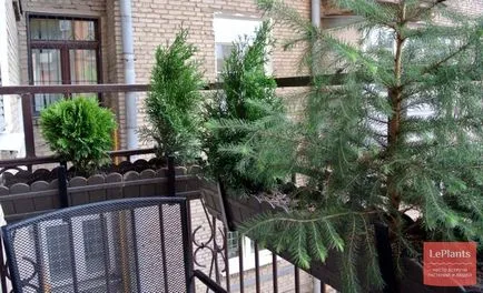 Иглолистни в къщата