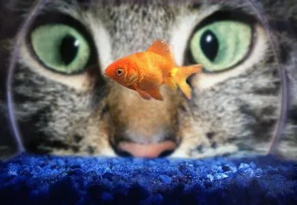 Защо котки вертикални зеници - scisne (вертикално) Защо котки вертикални зеници - scisne