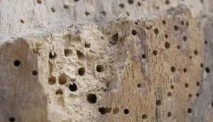 Beetle мелница, за да се отърве от един бъг в къщата или апартамента, основните методи