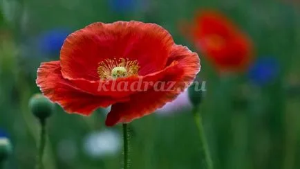 Zhostovo живопис 1