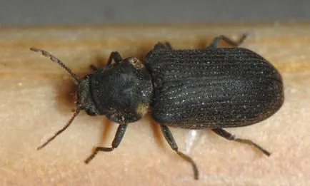Beetle мелница, за да се отърве от един бъг в къщата или апартамента, основните методи