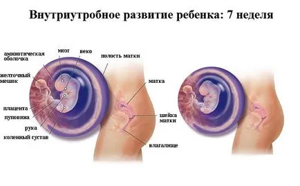 жълтото тяло по време на бременността - какво е това, размерът, скоростта на