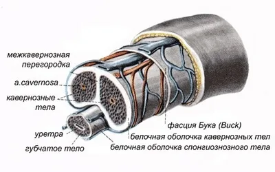 Какво е изграждането на неговите характеристики и описание