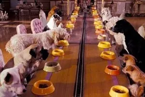Какво е куче преекспониране и защо е необходим