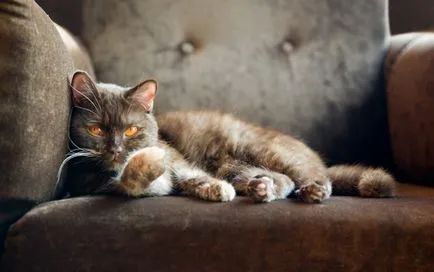 Как да говорим с котки