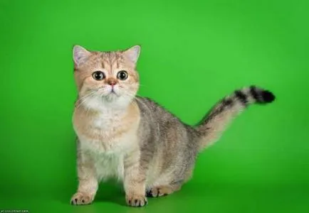 Как да говорим с котки