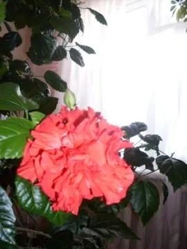 Blossom като розата