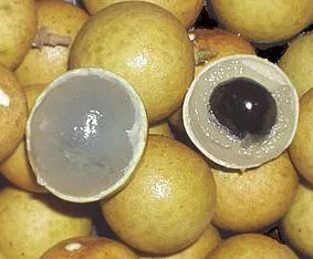 Какви плодове Longan, където се отглеждат, как да се хранят и как тя е полезна