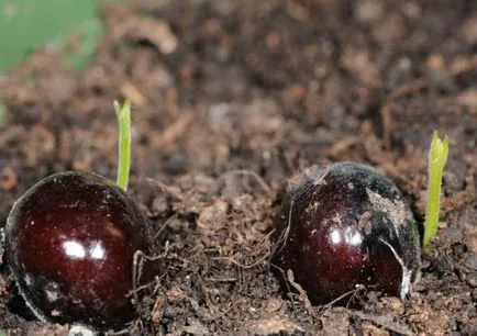 Какви плодове Longan, където се отглеждат, как да се хранят и как тя е полезна