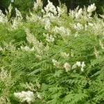 Muscari цвете засаждане, грижи и разпространение на открито (Muscari крушки при изкопни работи) Muscari цвете засаждане, грижи и разпространение на открито