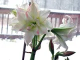 Цветя на балкон - как да се грижи; какви цветя се отглеждат на балкона