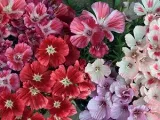 Цвете нощ красота (тдгаешз) - засаждане и грижи в открито поле, фото тдгаешз,