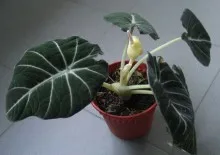 Amaryllis цвете - особено грижи у дома (снимки и видеоклипове) (за Amaryllis грижи) Amaryllis цвете - особено грижи у дома (снимки и видео)