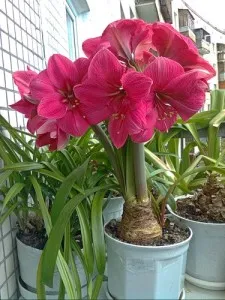 Amaryllis цвете - особено грижи у дома (снимки и видео) (беладона) Amaryllis цвете - особено грижи у дома (снимки и видео)