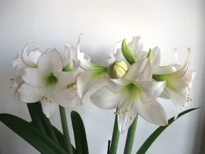 Amaryllis цвете - особено грижи у дома (снимки и видео) (у дома) Amaryllis цвете - особено грижи у дома (снимки и видео)