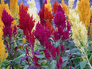 Цветя celosia - расте от семена; снимка celosia, celosia засаждане и грижи в градината; пернат celosia