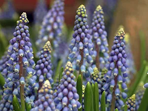 Muscari цветя - засаждане и грижи, Muscari снимка, отглеждане и съхранение; Muscari след цъфтежа