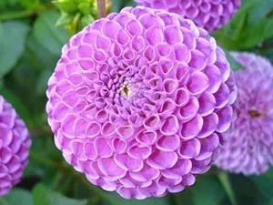 Dahlia цвете - засаждане и грижи, фото далии, отглеждане и описание далия; как да се съхранява