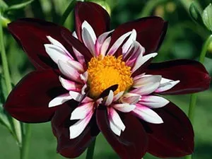Dahlia цвете - засаждане и грижи, фото далии, отглеждане и описание далия; как да се съхранява