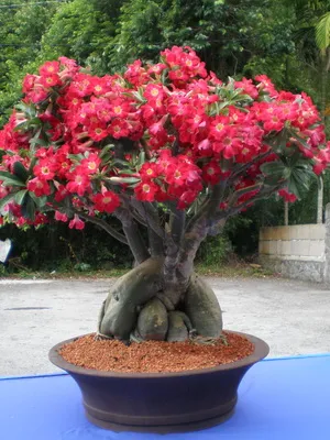 Цвете Adenium видео грижи, условия на отглеждане, промяна в дома, снимките и описанието