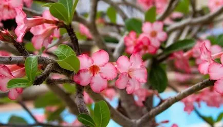 Цвете Adenium видео грижи, условия на отглеждане, промяна в дома, снимките и описанието