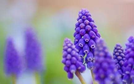 Muscari цвете засаждане, грижи и разпространение на открито място (кацане) Muscari цвете засаждане, грижи и разпространение на открито