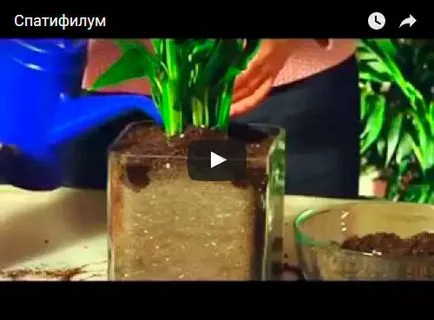 Цвете Spathiphyllum - грижа в дома; защо Spathiphyllum изсъхва, жълто, черно и завъртане