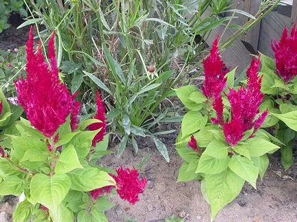 Цветя celosia - расте от семена; снимка celosia, celosia засаждане и грижи в градината; пернат celosia