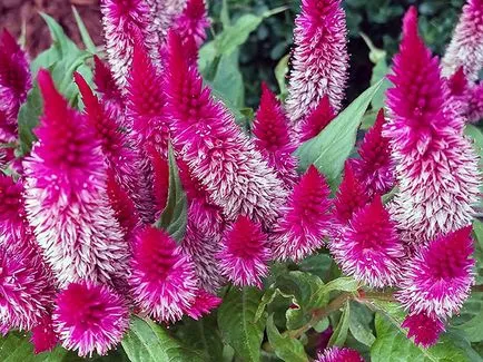 Цветя celosia - расте от семена; снимка celosia, celosia засаждане и грижи в градината; пернат celosia