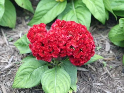 Цветя celosia - расте от семена; снимка celosia, celosia засаждане и грижи в градината; пернат celosia