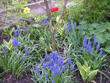 Muscari цвете засаждане, грижи и разпространение на открито място (при изкопни работи Muscari след цъфтежа) Muscari цвете засаждане, грижи и разпространение на открито