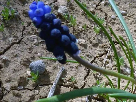 Muscari цветя - засаждане и грижи, Muscari снимка, отглеждане и съхранение; Muscari след цъфтежа