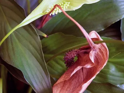 Цвете Spathiphyllum - грижа в дома; защо Spathiphyllum изсъхва, жълто, черно и завъртане