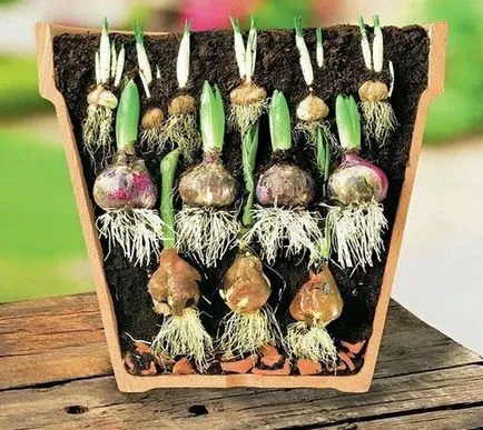 Muscari цвете засаждане, грижи и разпространение на открито (Muscari засаждане и грижи в открито поле) Muscari цвете засаждане, грижи и разпространение на открито