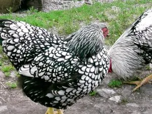 Миниатюрни породи кокошки най-добрият представители, снимка и описание