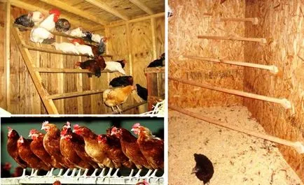Направете място за кокошки носачки с ръцете си