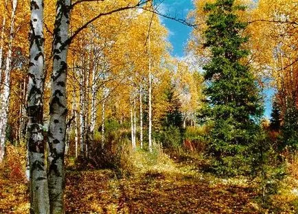 Дървета и храсти през есента