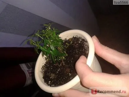 Миртъл дърво - 