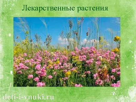 Децата около лекарствени растения, деца и внуци (растения) Децата около лекарствени растения, деца и внуци