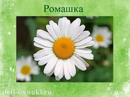 Децата около лекарствени растения, деца и внуци (растения) Децата около лекарствени растения, деца и внуци