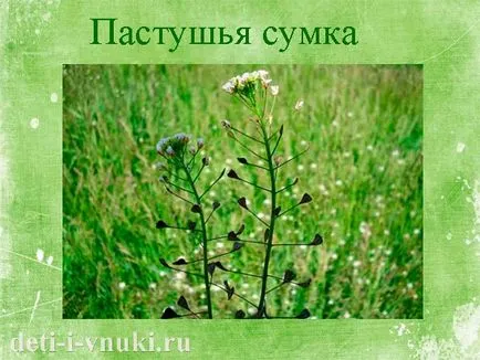 Децата около лекарствени растения, деца и внуци (деца) Децата около лекарствени растения, деца и внуци