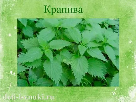 Децата около лекарствени растения, деца и внуци (глухарче и др.) Децата около лекарствени растения, деца и внуци
