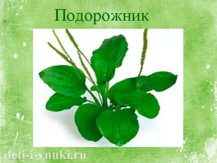 Децата около лекарствени растения, деца и внуци (лекарствени) Децата около лекарствени растения, деца и внуци