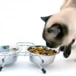 Начало храна за котки