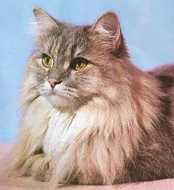 домашни котки