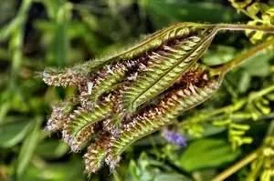 Защо и кога да се сее Phacelia